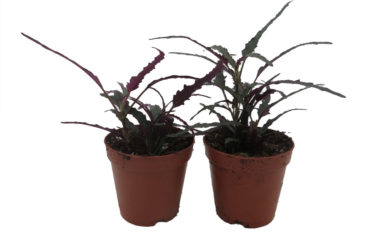 Dragon's Tongue Plant - Hemigraphis - 2" Pots - 2 Pack - Terrarium/FairyGarden/Houseplant-
